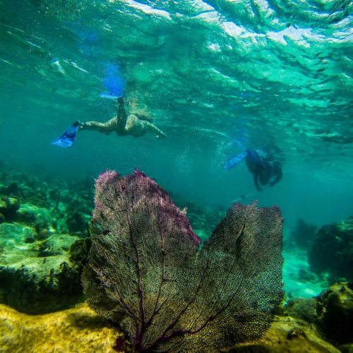 Belize Caye Caulker Barier Reef Snorkellen