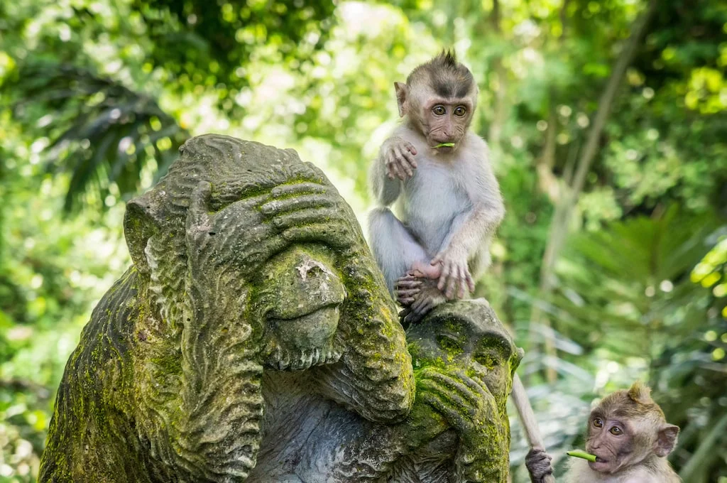 Monkey Forest Ubud Bali