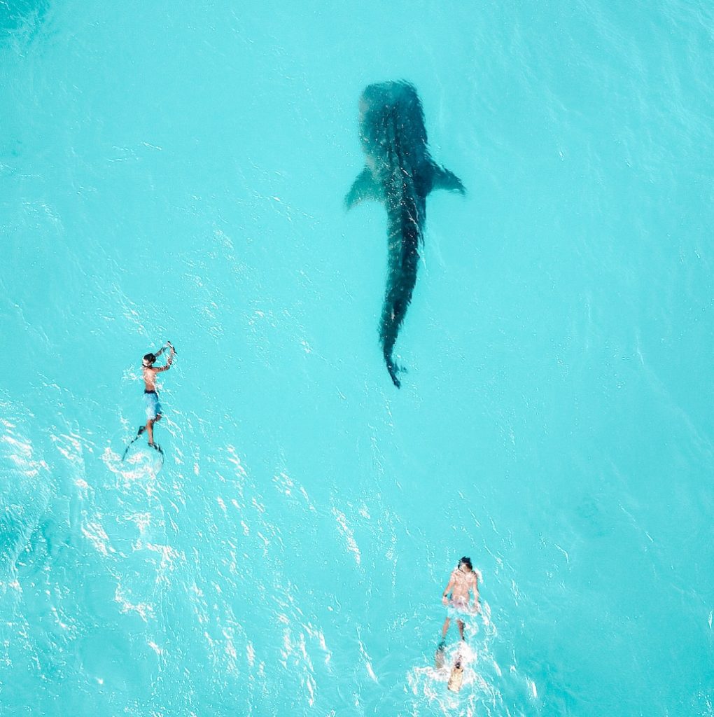 Zwemmen met een whaleshark Zwemmen met een whaleshark