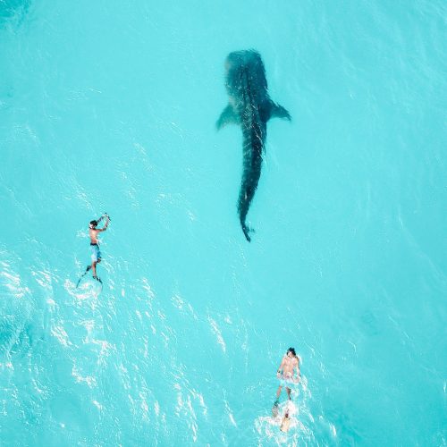 Zwemmen met een whaleshark