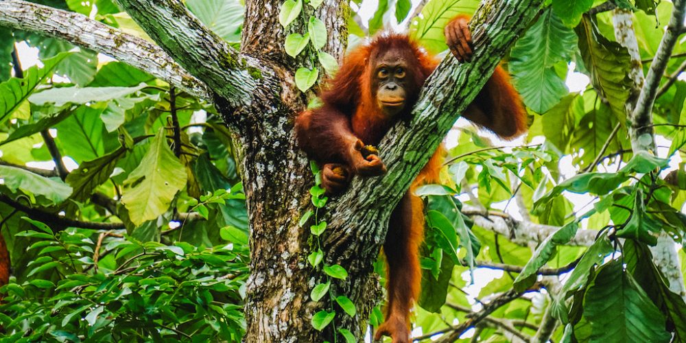 Orang oetan spotten tijdens Indonesië Ultimate reis voor jongvolwassenen