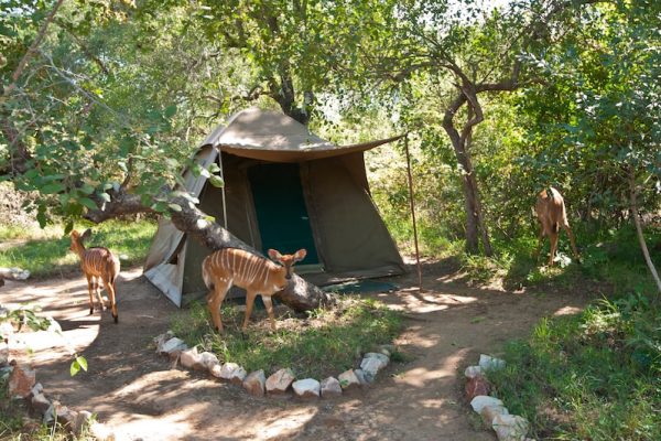 Accommodatie in safari kamp Selati