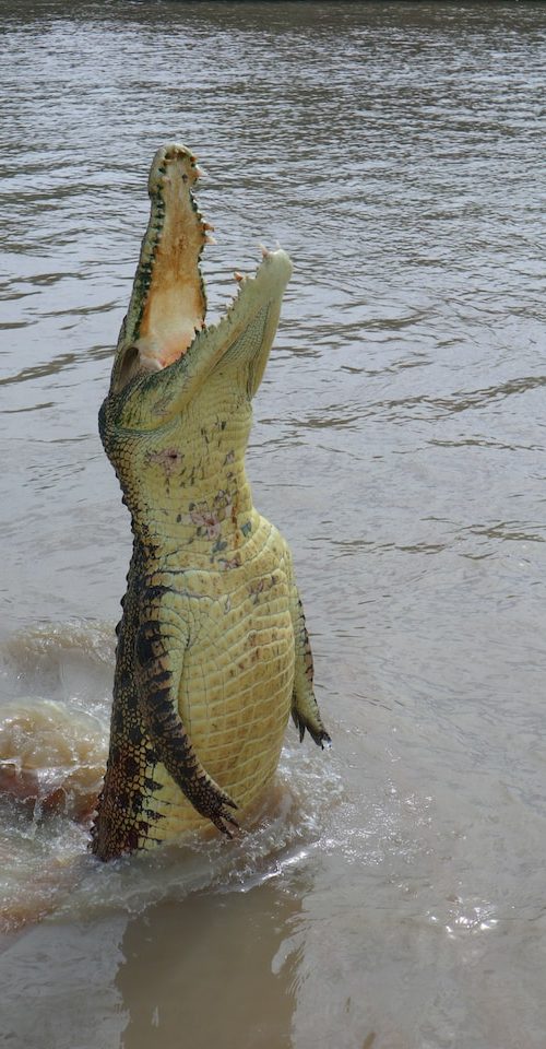 Krokodil in Darwin Australië