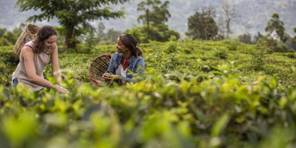 Sri-Lanka thee plantage tijdens groepsreis