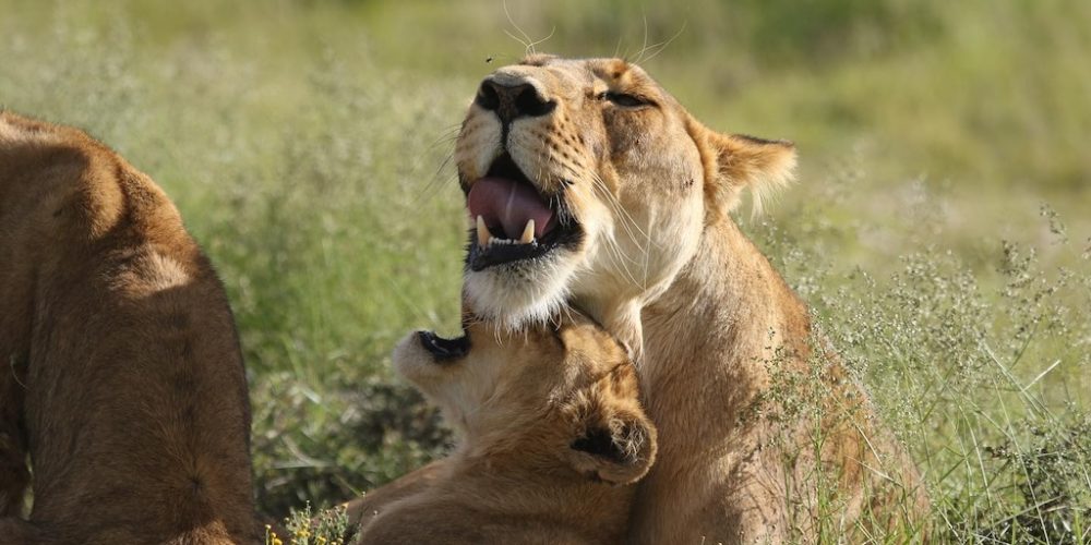 Leeuwen in de Wild Cats opvang in Zuid-Afrika