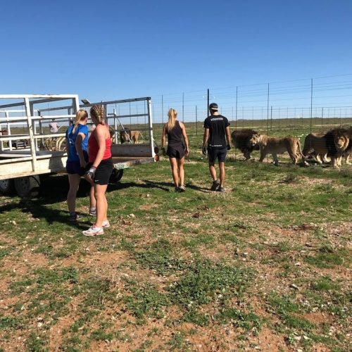 Werk mee aan het behoud van de leeuwen met vrijwilligerswerk in Zuid-Afrika