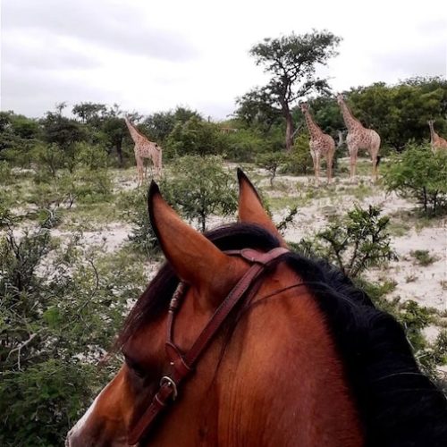 Giraffen spotten in Zuid-Afrika