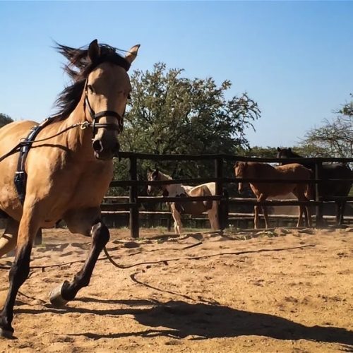 Paarden trainen in Zuid-Afrika