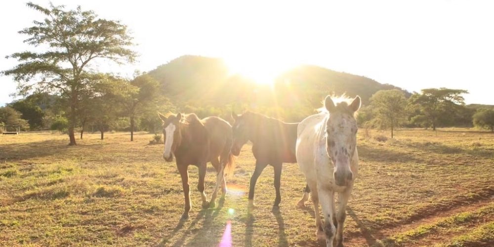 Paarden verzorgen in Zuid-Afrika