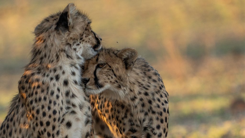 Twee Cheetahs samen in Zuid-Afrika