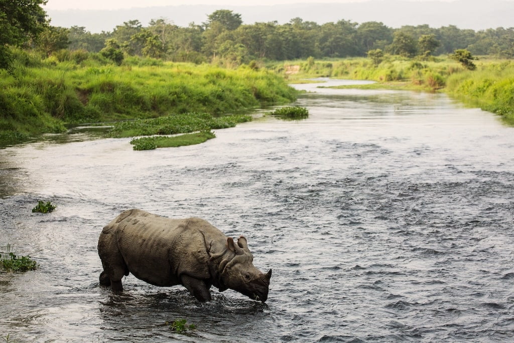 Chitwan National Park Nepal