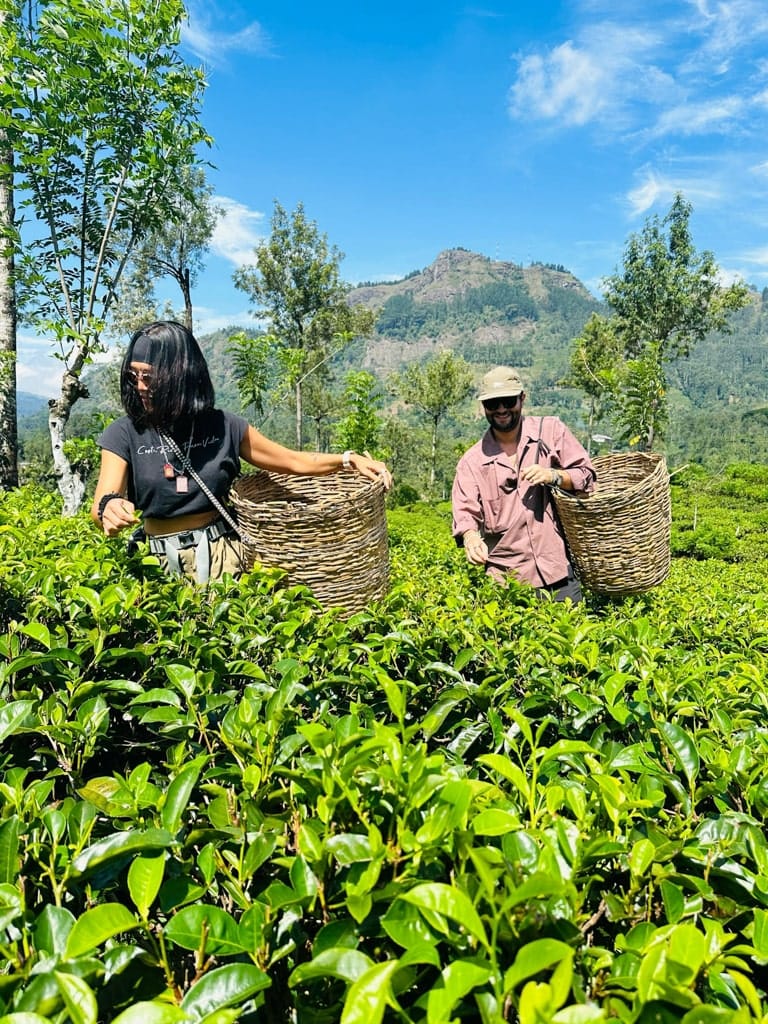 Meehelpen op de theeplantage in Ella Meehelpen op de theeplantage in Ella