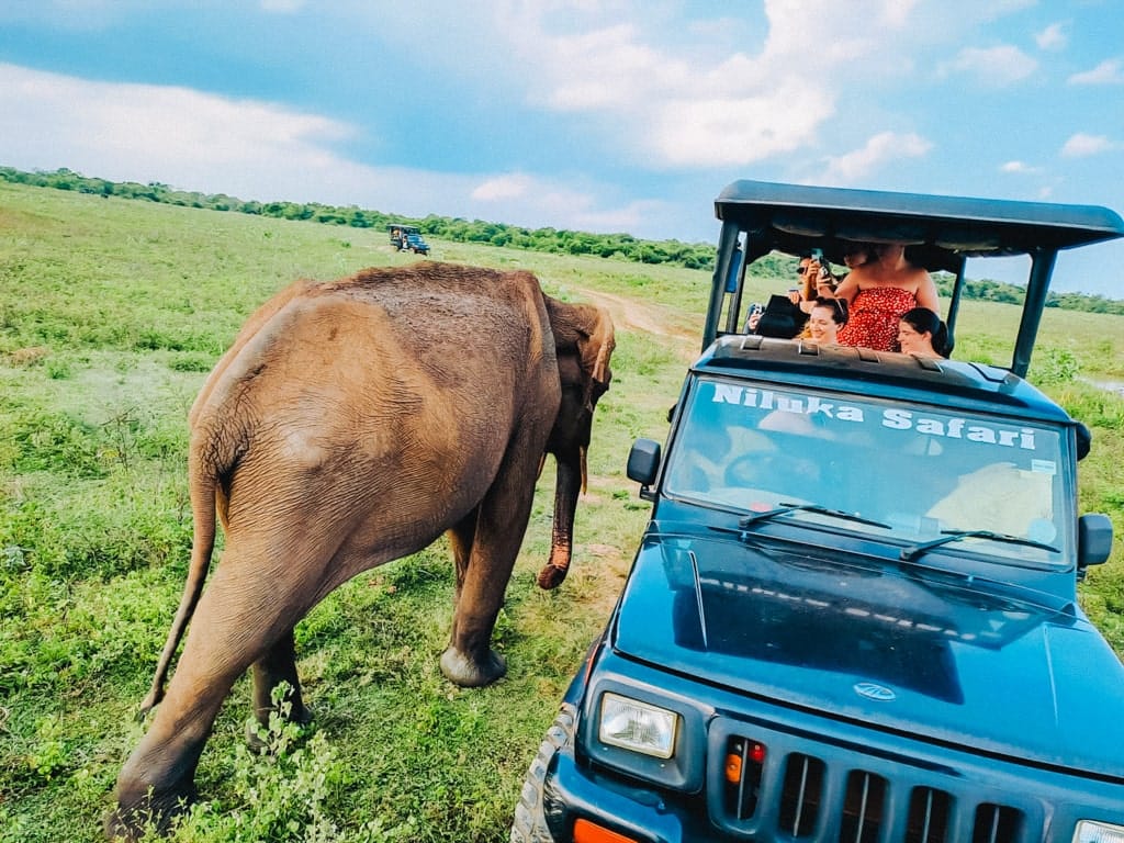 Olifanten Spotten in Udawalawe Olifanten Spotten in Udawalawe