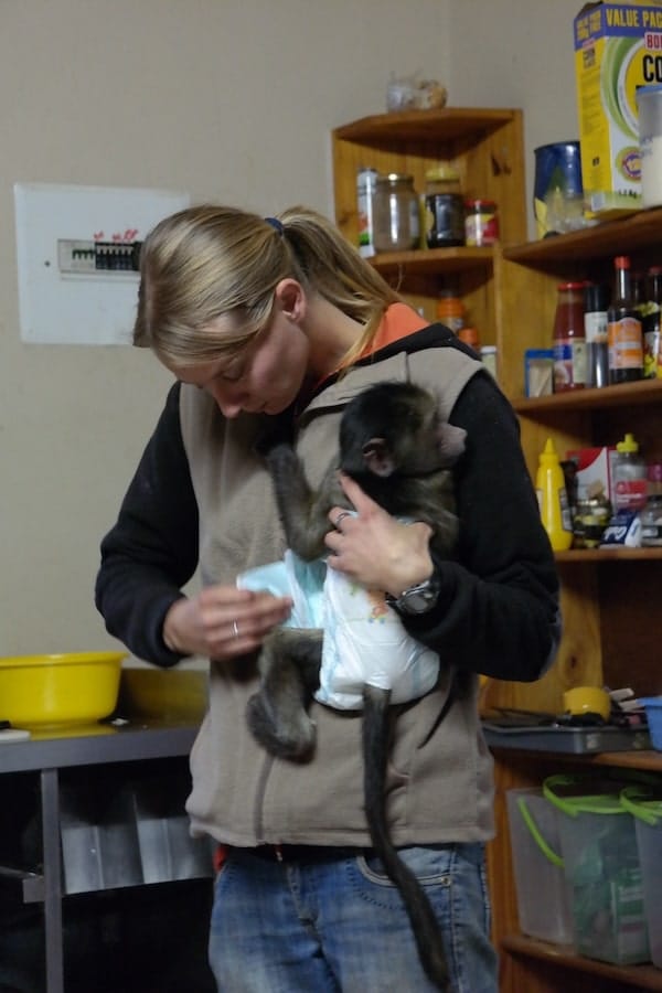 Verzorgen van apen als vrijwilliger in Zuid-Afrika Verzorgen van apen als vrijwilliger in Zuid-Afrika