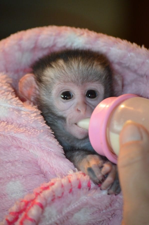 Voeden van een baby aapje in de opvang van Zuid-Afrika Voeden van een baby aapje in de opvang van Zuid-Afrika