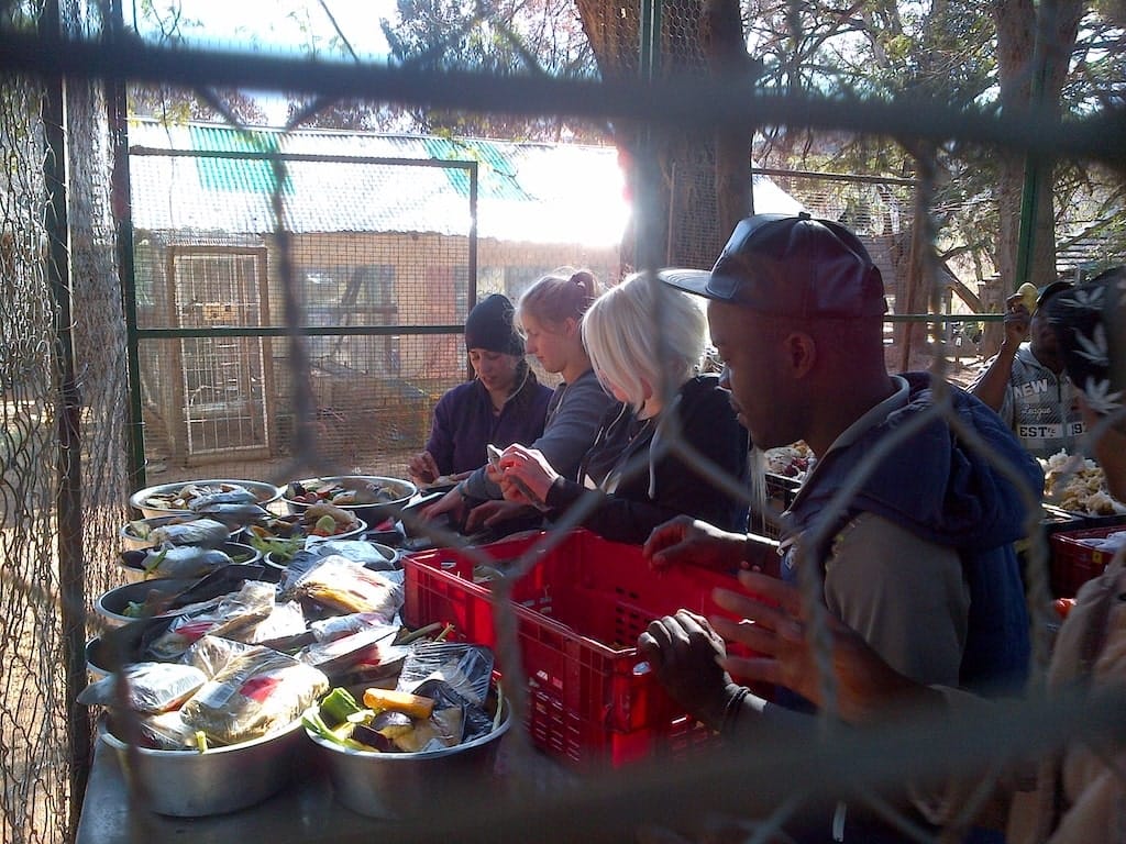 Voedsel voorbereiden voor de apen in Zuid-Afrika Voedsel voorbereiden voor de apen in Zuid-Afrika