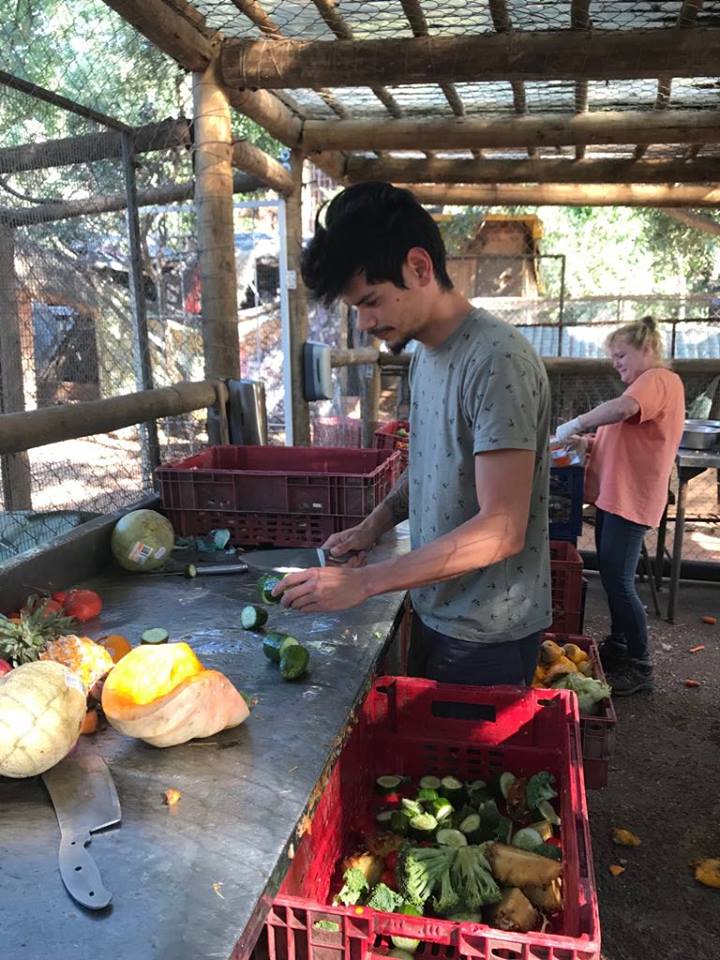 Vrijwilligers aan het werk op het apen opvang project in Zuid-Afrika Vrijwilligers aan het werk op het apen opvang project in Zuid-Afrika