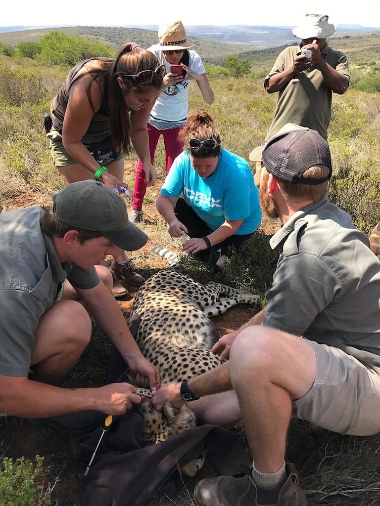 De dierenarts ondersteunen De dierenarts ondersteunen