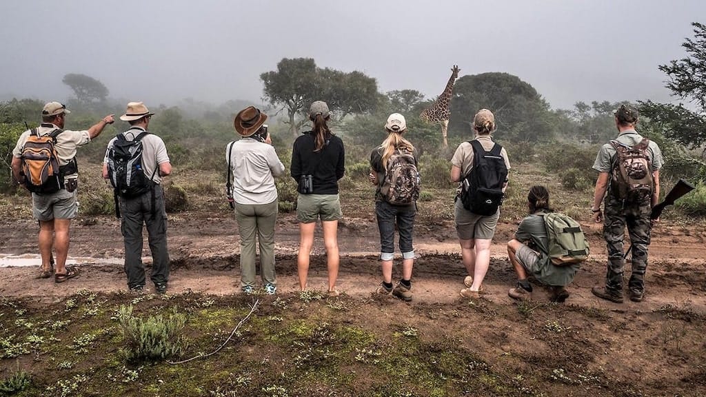 Indrukwekkende foto van de vrijwilligers en giraffe Indrukwekkende foto van de vrijwilligers en giraffe