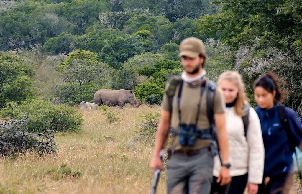 Neushoorns tijdens het Big 5 Wildlife Paterson Project Neushoorns tijdens het Big 5 Wildlife Paterson Project