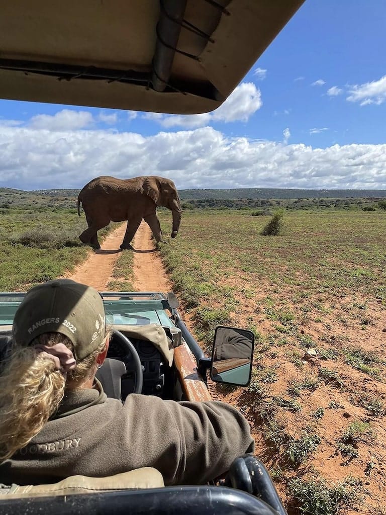 Olifant tijdens Game Drive Olifant tijdens Game Drive