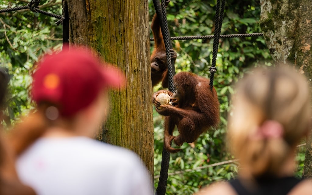 Sepilok Wildlife Centre Sepilok Wildlife Centre