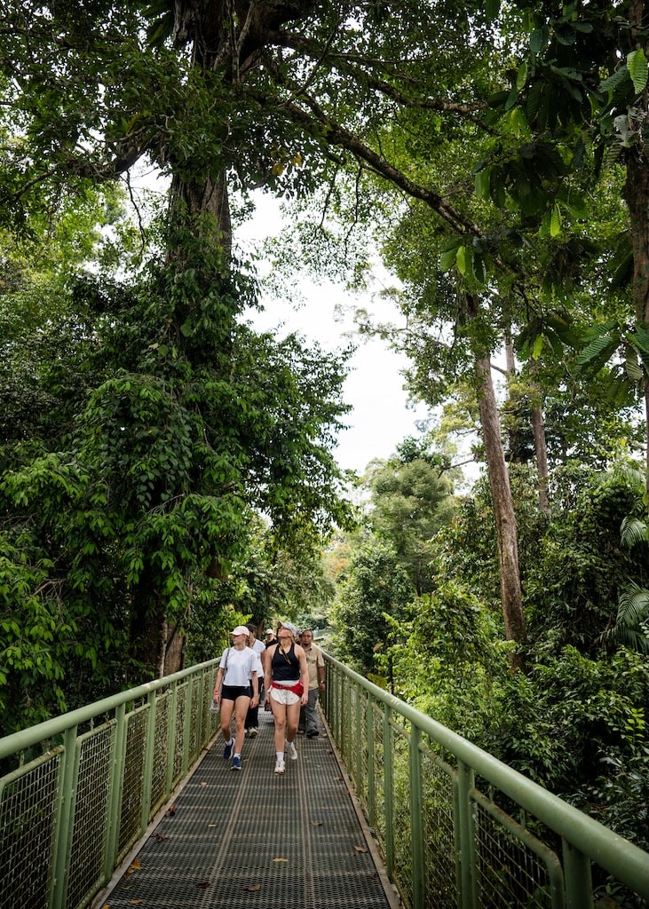 Wildlife Spotten Borneo Wildlife Spotten Borneo