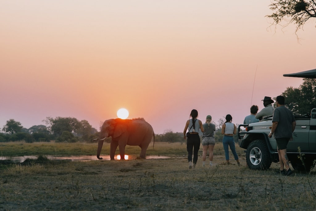 Olifant spotten bij zonsondergang Olifant spotten bij zonsondergang