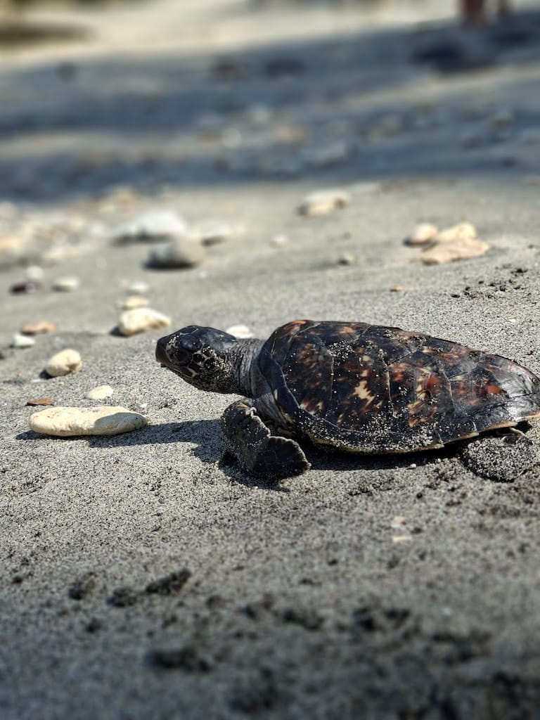 De schildpadden gaan weer terug de zee in