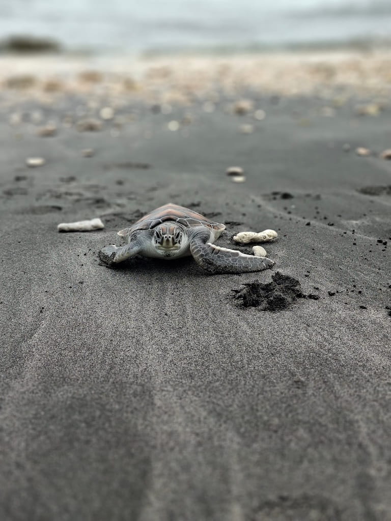 De schildpadden vrijlaten in de oceaan