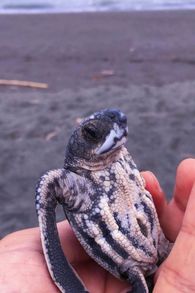 Baby schildpadden op het project Baby schildpadden op het project