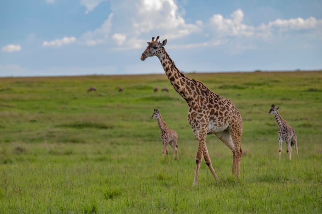 Een giraffe in het wild Een giraffe in het wild