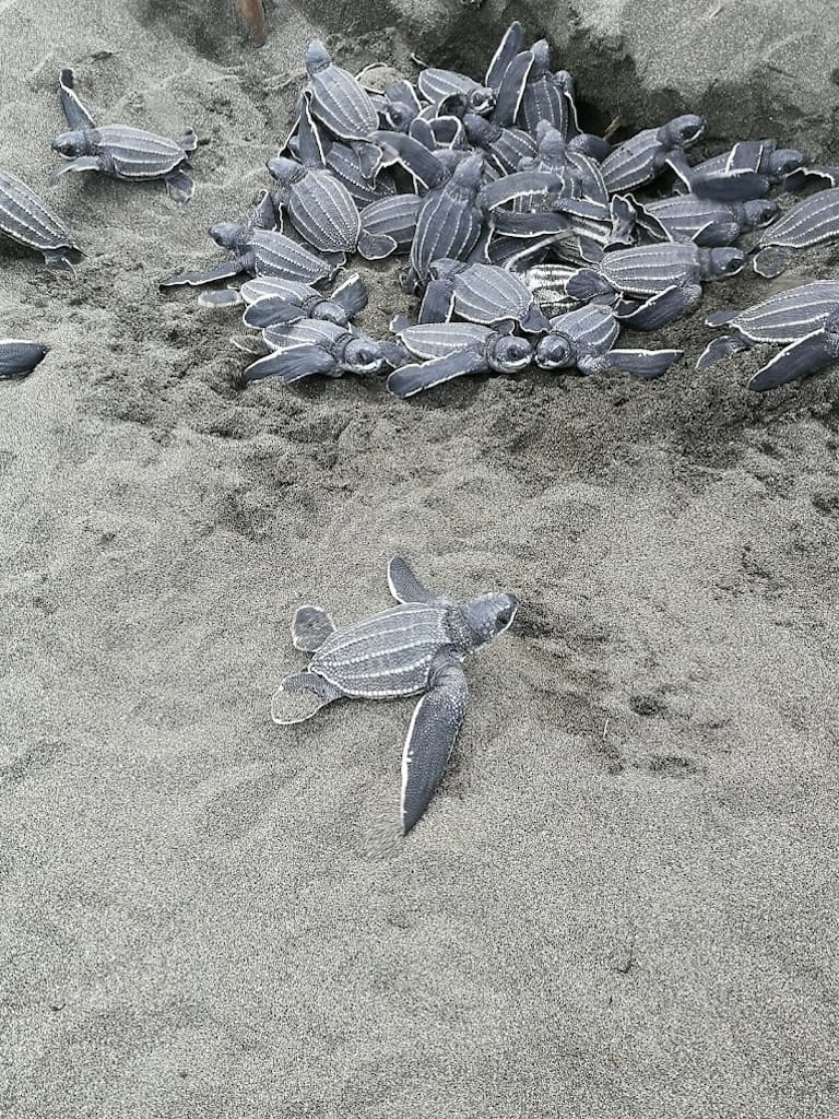 Een groepje baby schildpadden Een groepje baby schildpadden