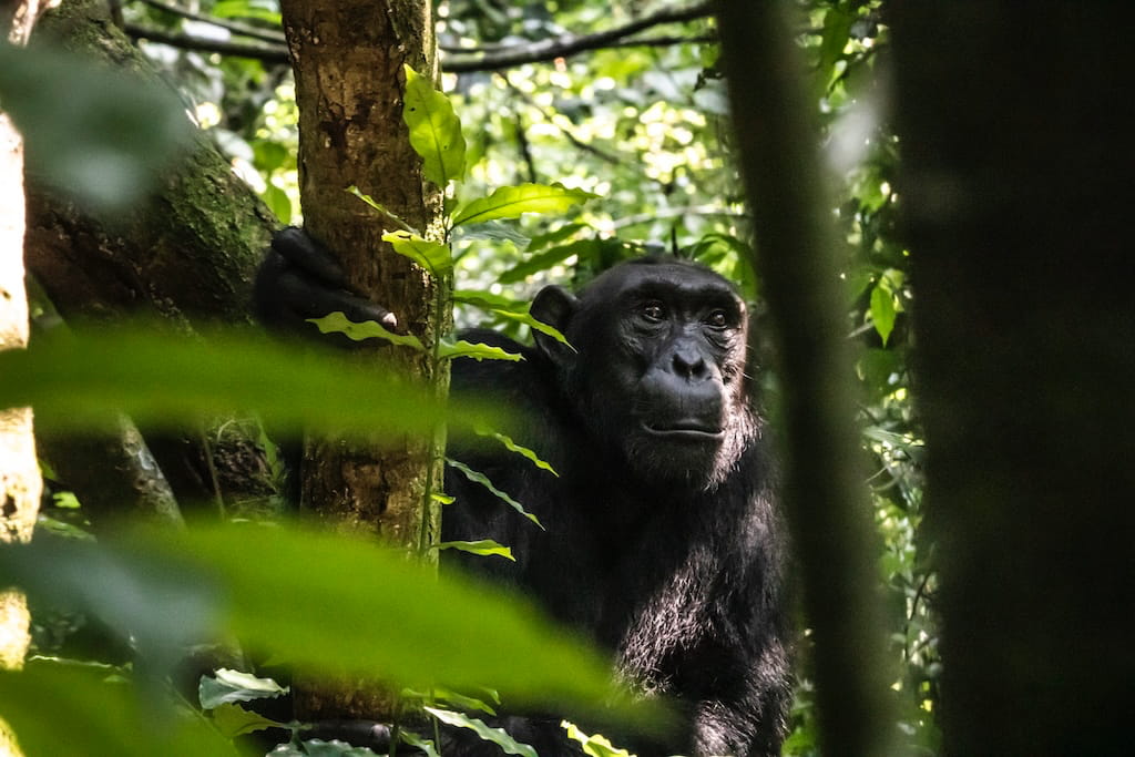 Een kleine gorilla in de jungle
