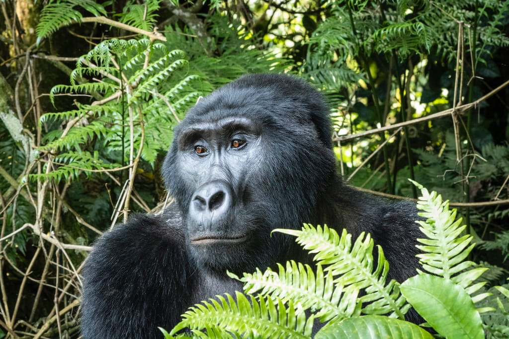 Gorilla Trekking in Uganda Gorilla Trekking in Uganda