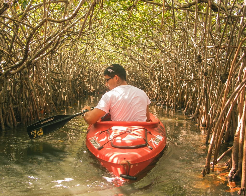 Kajakken door de mangrove van Belize Kajakken door de mangrove van Belize