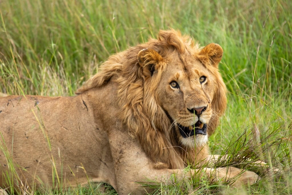 Leeuw tijdens de Big Five safari Leeuw tijdens de Big Five safari