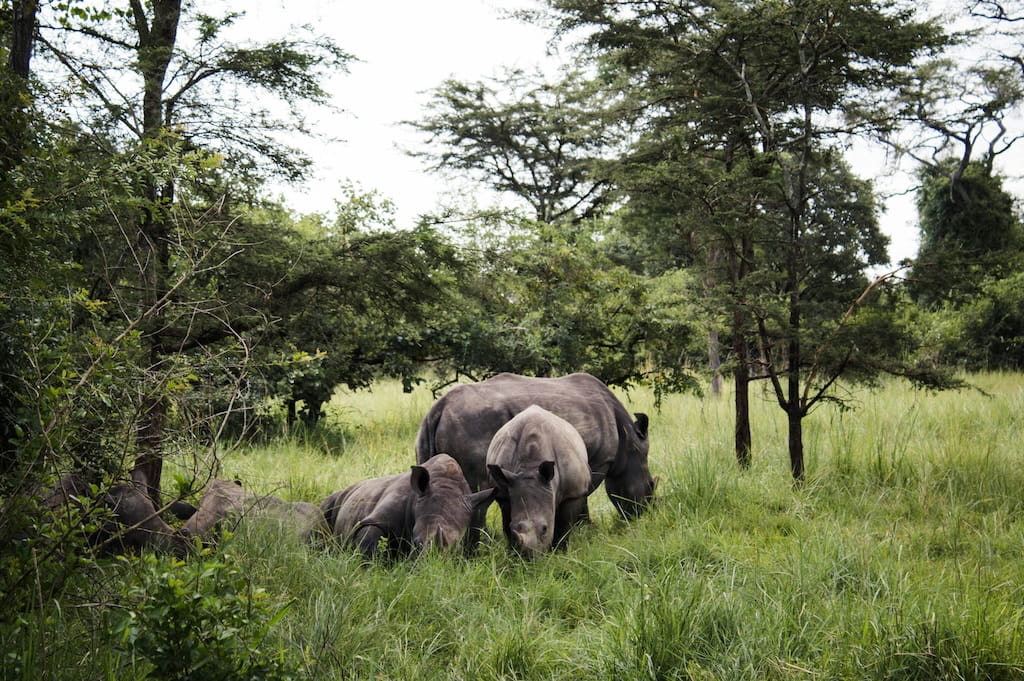 Neushoorns tijdens Safari Neushoorns tijdens Safari