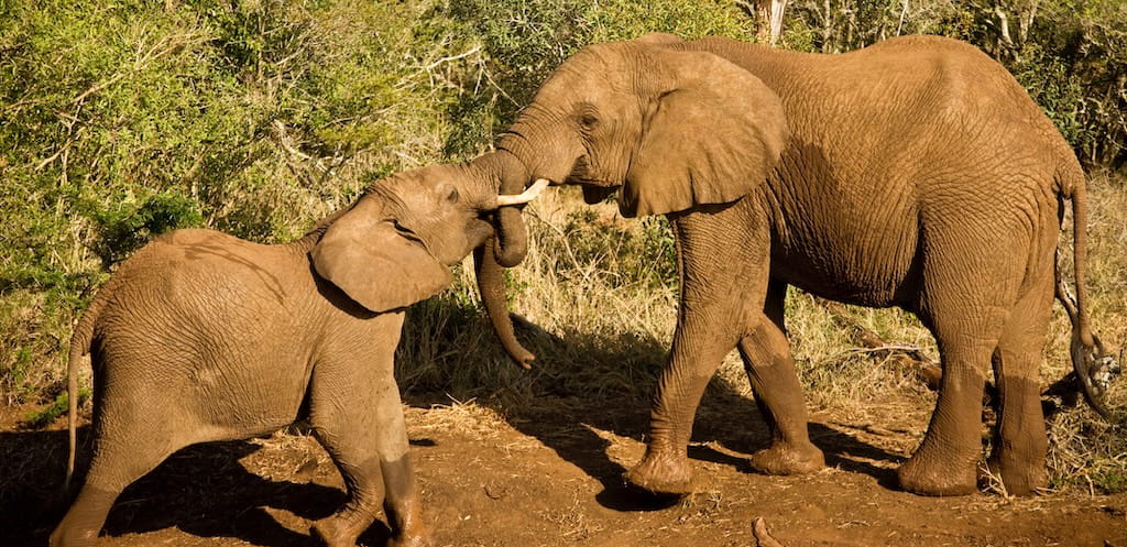 Olifanten tijdens de Kenia & Uganda groepsreis Olifanten tijdens de Kenia & Uganda groepsreis