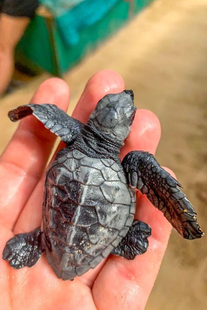 Schildpad op hand in Costa Rica Schildpad op hand in Costa Rica