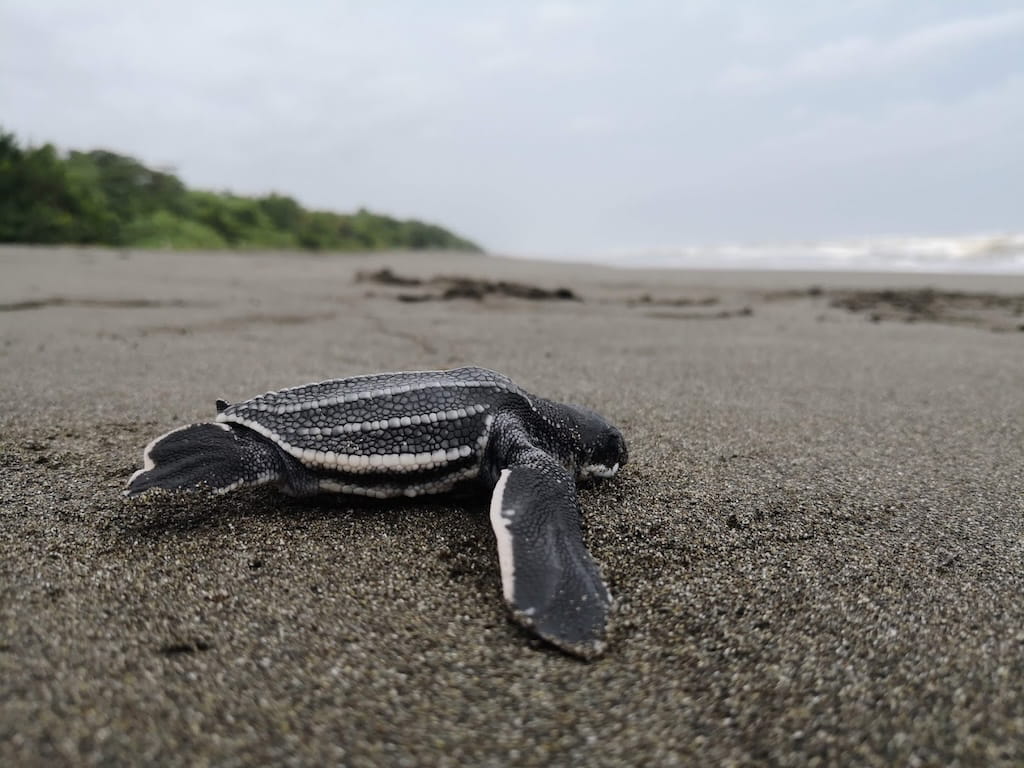 Schildpad op weg naar de oceaan Schildpad op weg naar de oceaan