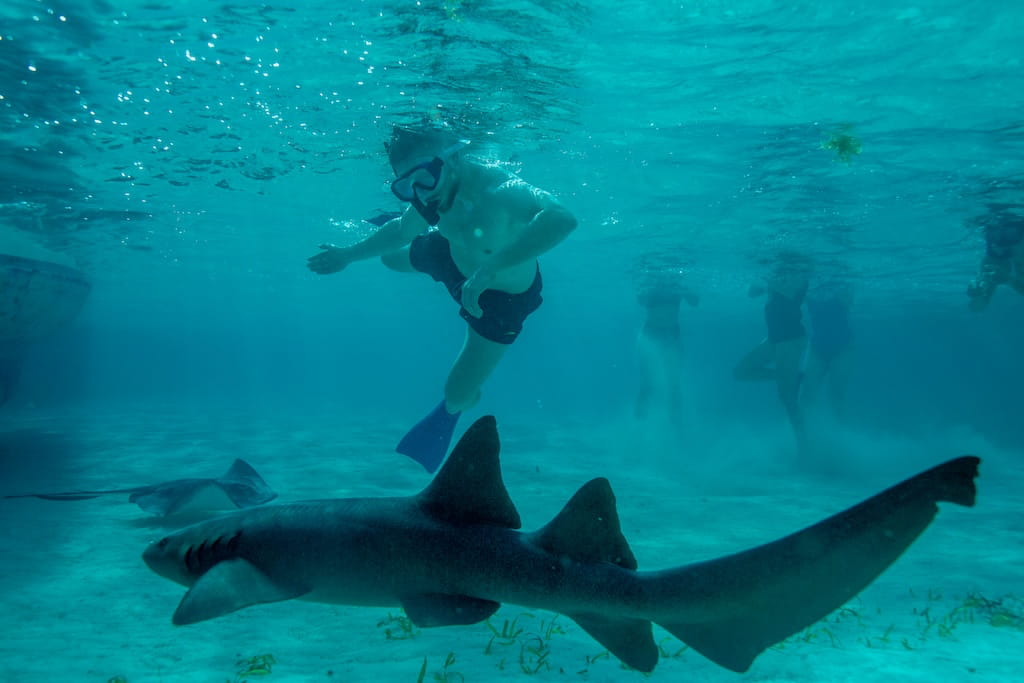 Snorkelen met haaien in Belize