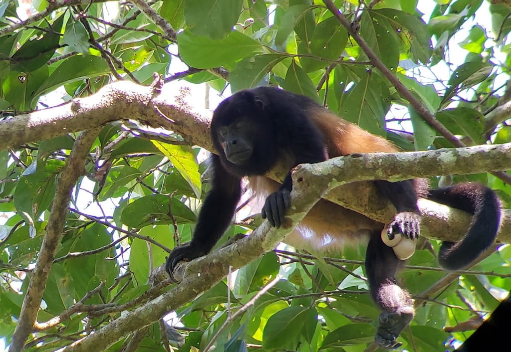 Wilde dieren spotten in de jungle van Costa Rica Wilde dieren spotten in de jungle van Costa Rica