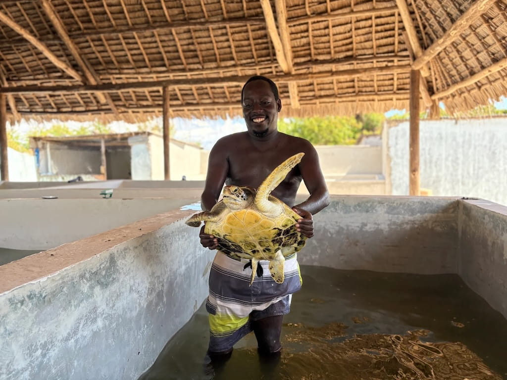 Lokale medewerker houdt schildpad vast Lokale medewerker houdt schildpad vast