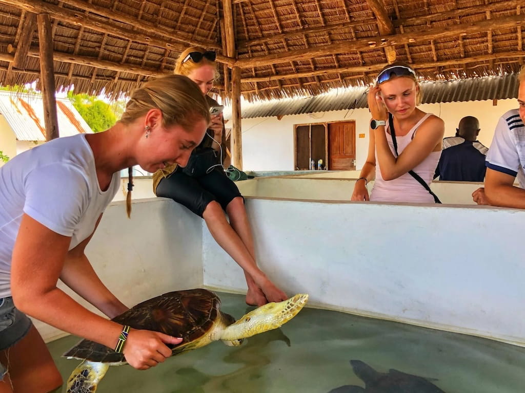 Vrijwilliger met schildpad Vrijwilliger met schildpad