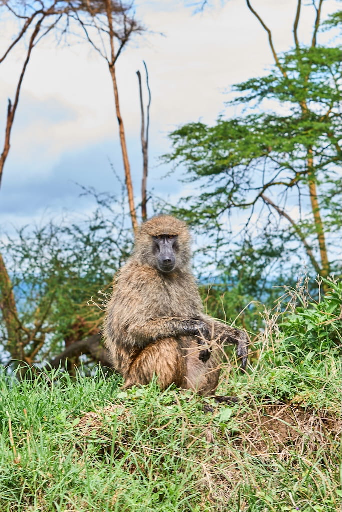 Apen in Kenia Apen in Kenia