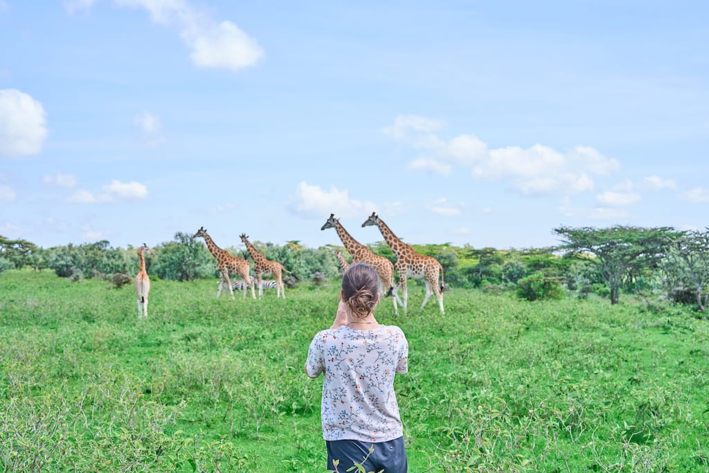 Foto maken van een groep giraffen Foto maken van een groep giraffen