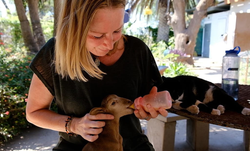 Melk geven aan de jonge wilde dieren in Namibië Melk geven aan de jonge wilde dieren in Namibië
