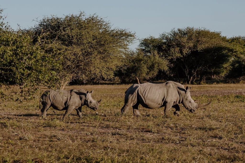 Neushoorns zijn er ook in Gobabis Neushoorns zijn er ook in Gobabis